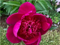 7cf5cdb1-20190506 Bozur 4.jpg